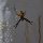 Spinne an der Openair-Dusche